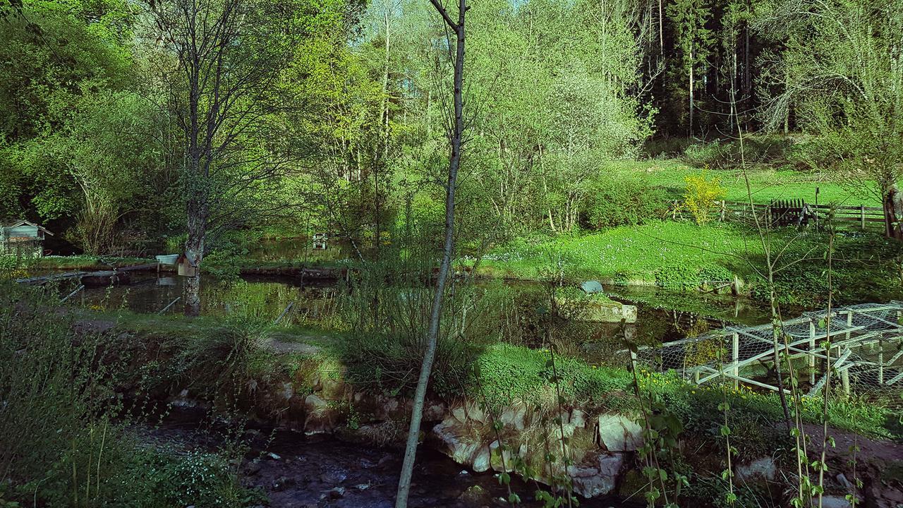 Gut Lauterbad Hotel Фройденщат Екстериор снимка